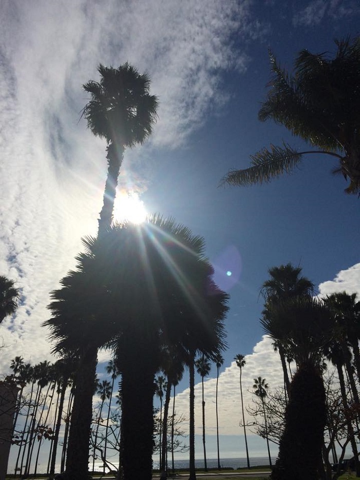 Sunshine and palm trees make me so happy. 
